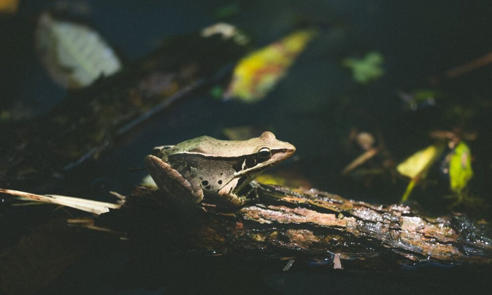 aesop's animal