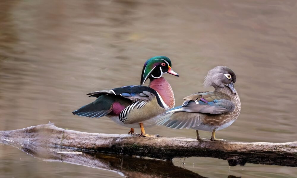 Wood Duck Call