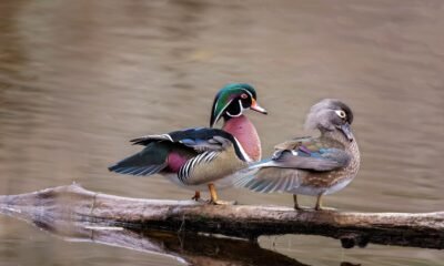 Wood Duck Call