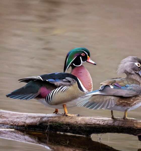 Wood Duck Call
