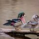 Wood Duck Call